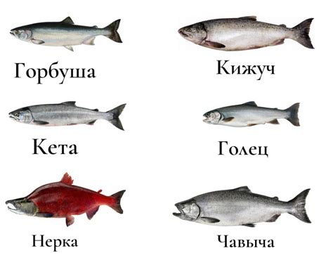 Какие существуют виды рыбы голец и горбуша