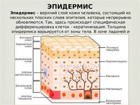 Каковы тайны, которые скрывает чаша эпидермиса