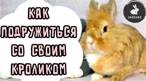 Как бороться с голодным кроликом