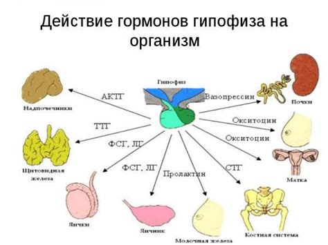 Как выявить нарушения в балансе гормонов организма