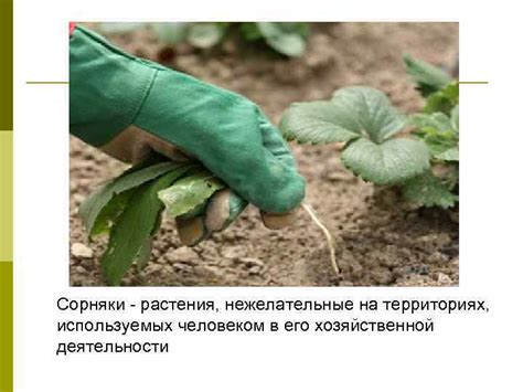 Как действует глифосат на сорняки и другие нежелательные растения