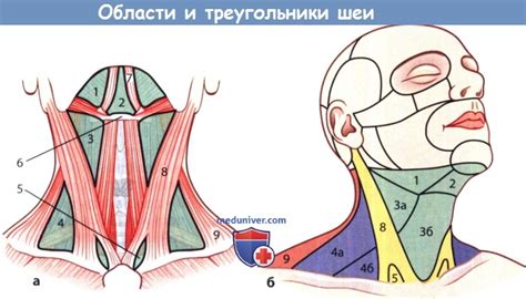Как избежать неприятных ситуаций с кусанием в области шеи