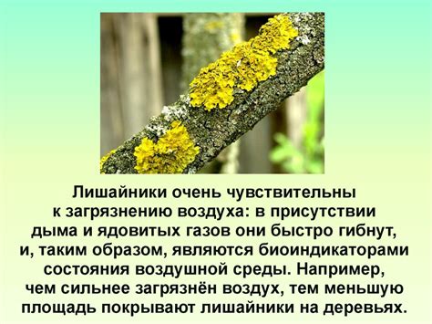 Как избежать роста лишайников в теплице: проверенные подходы к борьбе