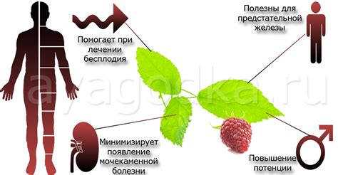 Как использовать малиновые листья для поддержания благополучного состояния организма