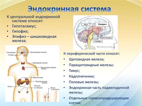 Как неправильная функция эндокринной системы воздействует на физическое и эмоциональное здоровье