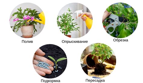Как поддерживать и ухаживать за укороченной растительностью: секреты послеобрезочного ухода