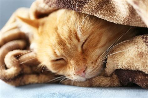 Как помочь коту справиться с нервными реакциями