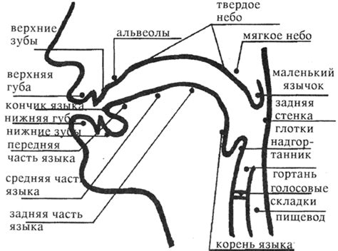 Как правильно артикулировать сочетания звуков: советы и тренировки