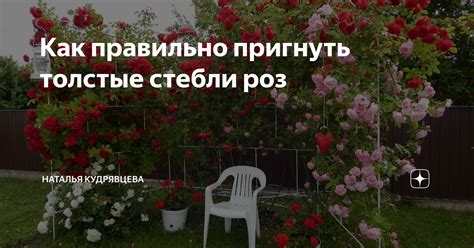 Как правильно очистить стебли
