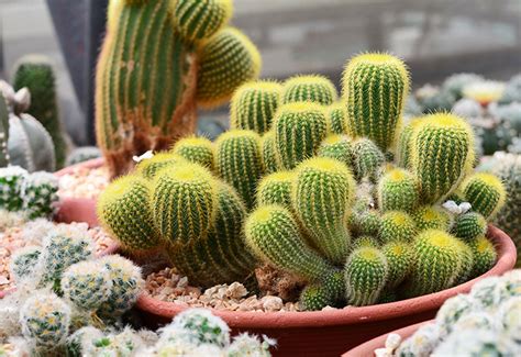 Как правильно поливать каткус Gymnocalycium