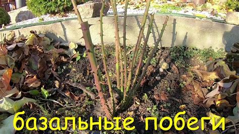 Как предотвратить рост нежелательных побегов у розы: эффективные советы и рекомендации