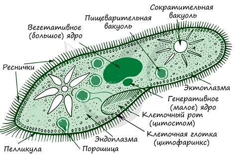 Как происходит процесс построения водозащитной структуры: удержание воды