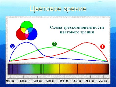 Как работает цветовое зрение