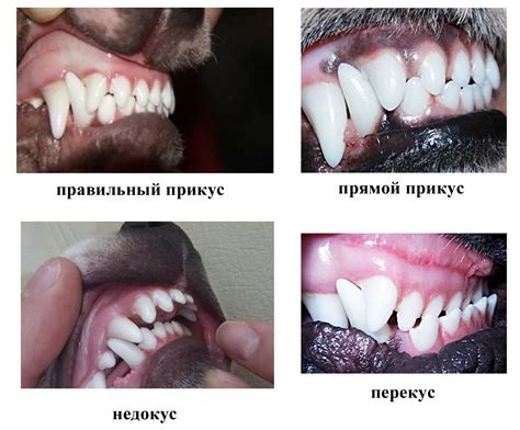 Как распознать повреждение нижней челюсти у питомца