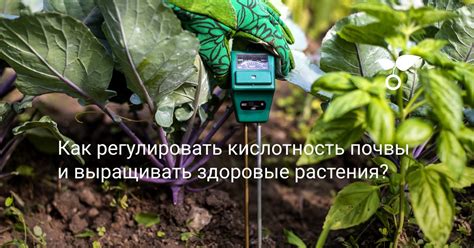 Как регулировать кислотность почвы для повышения продуктивности урожая