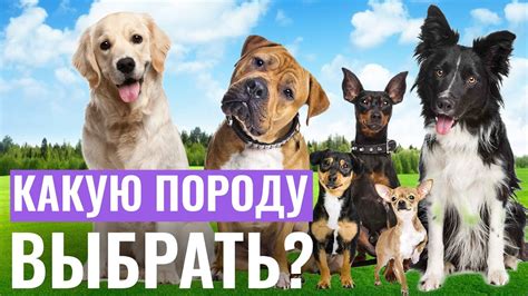 Как сонник помогает определить подходящую породу домашнего питомца