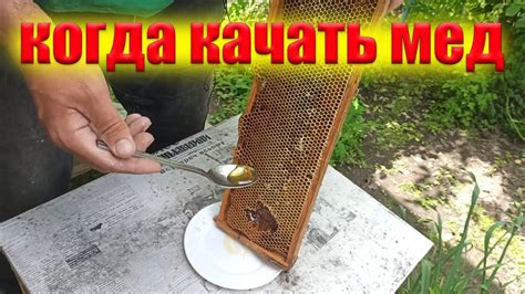 Как узнать, что мед высокого качества: секрет диастазного числа