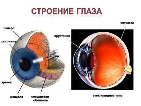 Как эффективно облегчить здоровье глаз у представителей терьерового семейства