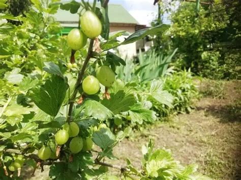 Как эффективно обрабатывать гниль на крыжовнике