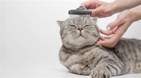 Как эффективно расчесывать шерсть у кота и избавиться от скручиваний