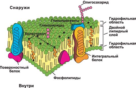 Клеточная мембрана: ключевой участник в передаче информации между клетками