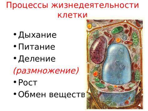 Клеточное деление: основной процесс в жизнедеятельности организмов