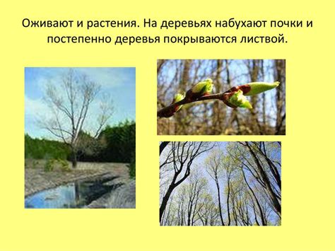 Климатические условия и сезонные изменения
