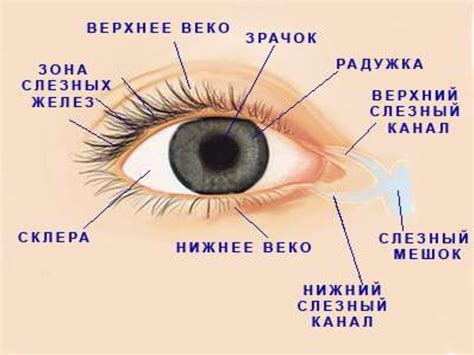 Комплексная забота о глазах йорка