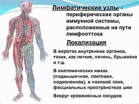 Консультация эксперта по оценке работы системы лимфооттока