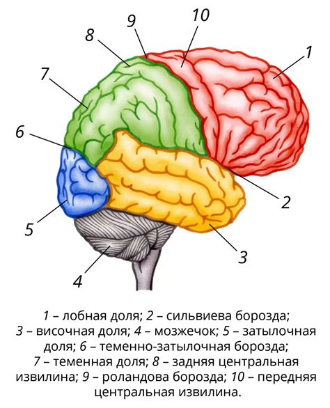 Кора головного мозга: строение и роли