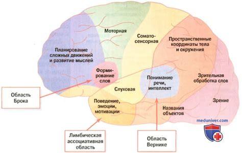 Кора мозга: центр мышления и речи
