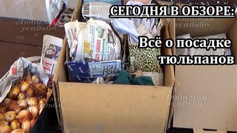 Корректное осуществление посадки тюльпанов: нюансы и этапы