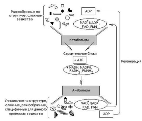 Креатинфосфокиназа и энергетический метаболизм