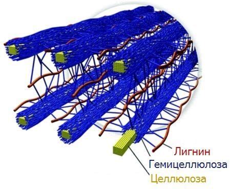 Лигнин: придает прочность и устойчивость клеточной оболочке