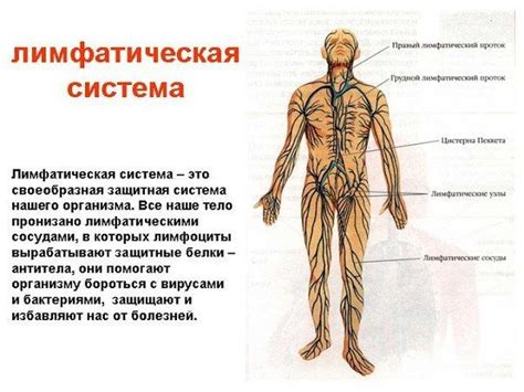 Лимфа: основные понятия и функции