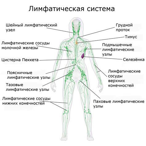 Лимфатическая система и профилактика лимфостаза: советы специалистов