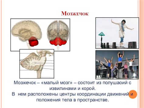 Малый мозг: контроль движений и сохранение устойчивости