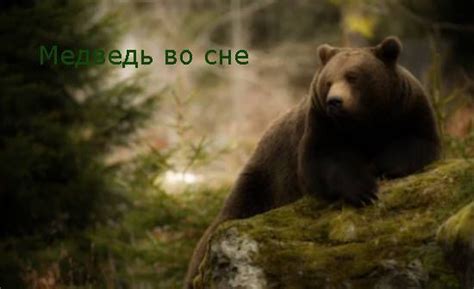 Медведь во сне