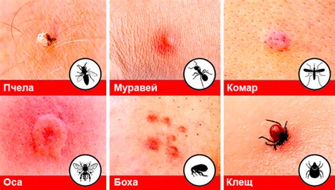 Медицинская интерпретация снов о насекомых на теле питомца и возможные воздействия на его здоровье