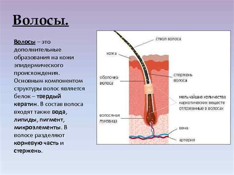 Медицинские знания и глубокое понимание физиологии кожи