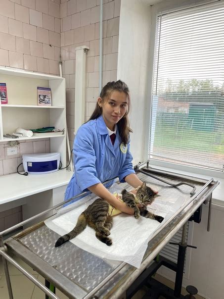 Медицинские методы контроля течки у домашних питомцев