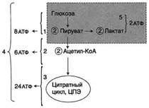 Медицинское использование глюкозы