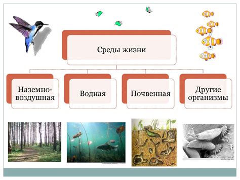 Места обитания голубицы