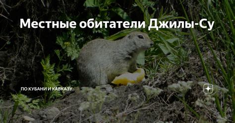 Местные обитатели