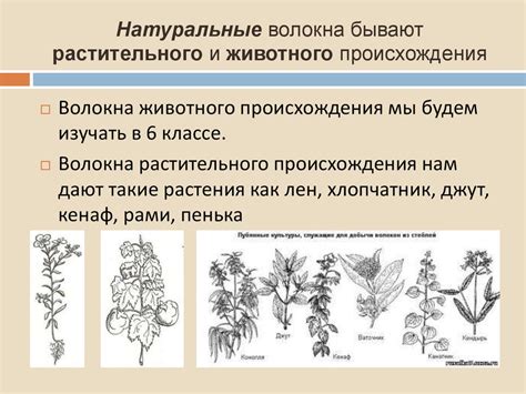 Методология изучения компонента растительного происхождения: способы анализа и их особенности