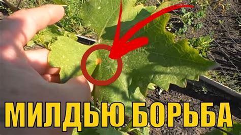 Методы борьбы с гниением плодов винограда