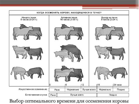 Методы диагностики фазы полового цикла у терьера