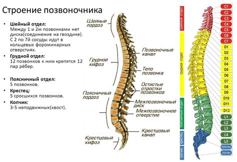 Методы медицинского вмешательства для коррекции деформации L4-L5