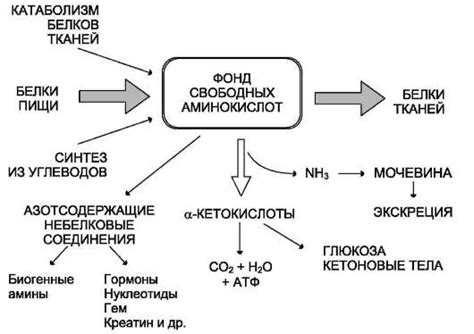 Методы повышения уровня сатиетного гормона в организме