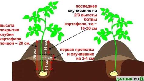 Методы предотвращения гниения картошки